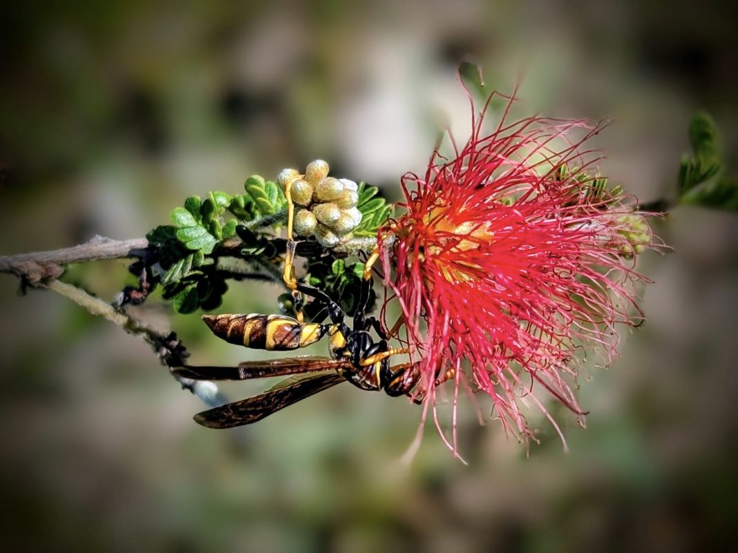 Foto en el Camino (3)