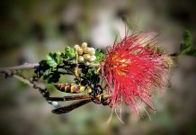 El bosque seco tiene expresiones únicas